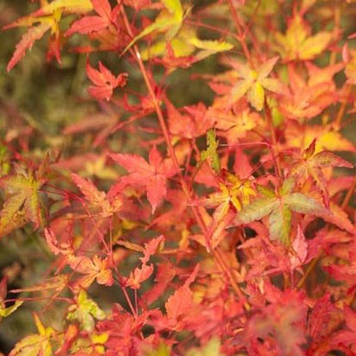 [ACPPCA] Acer palm. 'Peve Cameleon' (Conteneur)