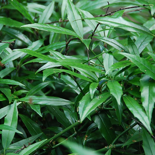 [AUJLO] Aucuba japonica 'Longifolia' (Conteneur)
