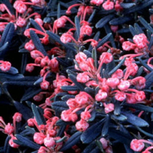 [ANPBI] Andromeda polifolia 'Blue Ice' (Conteneur)
