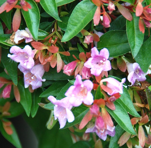 [ABPB] Abelia 'Pinky Bells' (Conteneur)