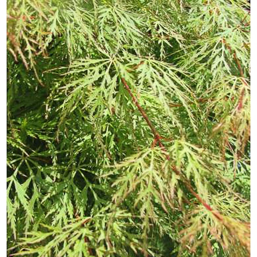 [ACPEL] Acer palm. 'Emerald Lace' (Conteneur)