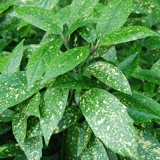 [AUJCRO] Aucuba japonica 'Crotonifolia' (Conteneur)
