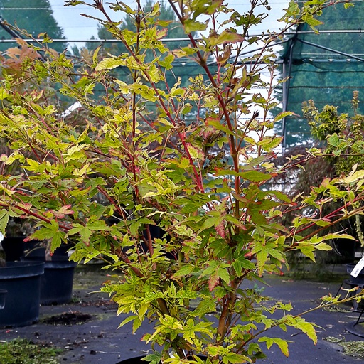 [ACPWFL] Acer palm. 'Winter Flame' (Conteneur)