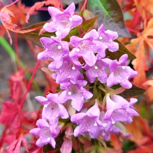 [ABEGOU] Abelia Edward Goucher (Conteneur - 3 ltr)