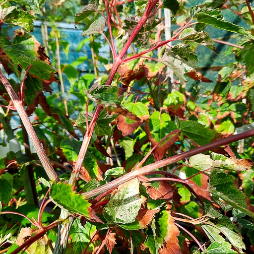 [ACCPH] Acer x Conspicuum 'Phoenix' (Conteneur)