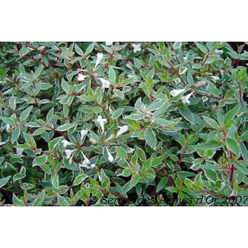 [ABCVA] Abelia chinensis 'Variegata' (Conteneur)