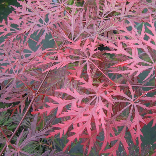 [ACPDG] Acer palm. 'Dissectum Garnet' (Conteneur)