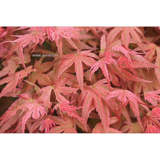 [ACPPHO] Acer palm. 'Phoenix' (Conteneur)