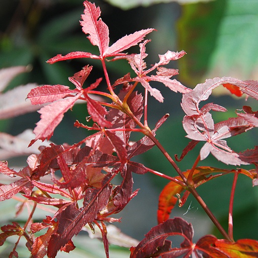 [ACPRC] Acer palm. 'Red Cloud' (Conteneur)