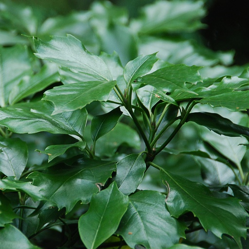 [AUJCRA] Aucuba japonica 'Crassifolia' (Conteneur)
