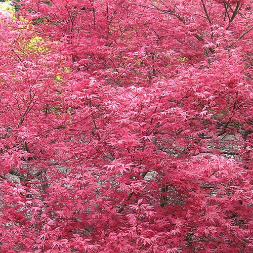 [ACPSH] Acer palm. 'Shindeshojo' (Conteneur)