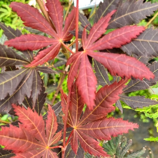 [ACPTROP] Acer palmatum 'Trompenburg' (Conteneur)