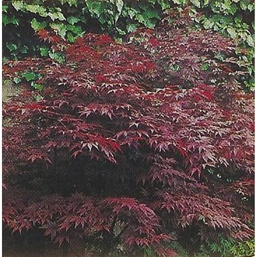 [ACPAT] Acer palm. 'Atropurpureum' (Motte)