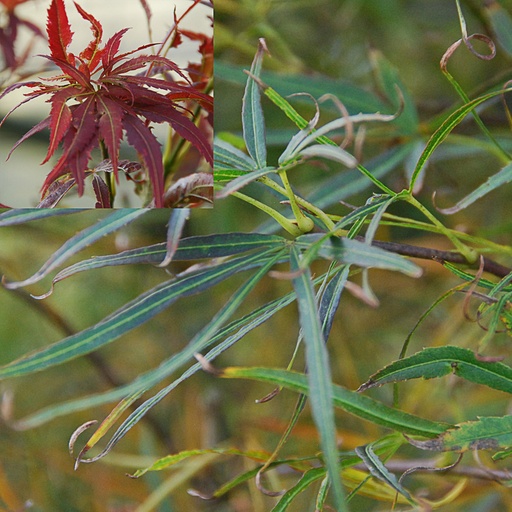 [ACPRPY] Acer palm. 'Red Pygmy'