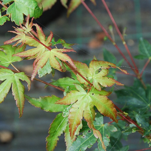 [ACPSOK] Acer palm. 'Shinobuga Oka' (Conteneur)