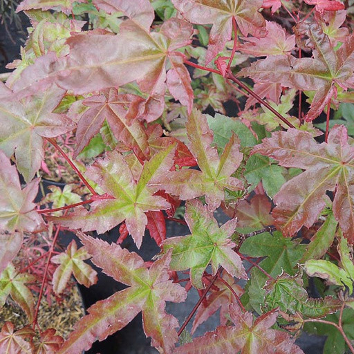 [ACPDES] Acer palm. 'Deshôjô' (Conteneur)