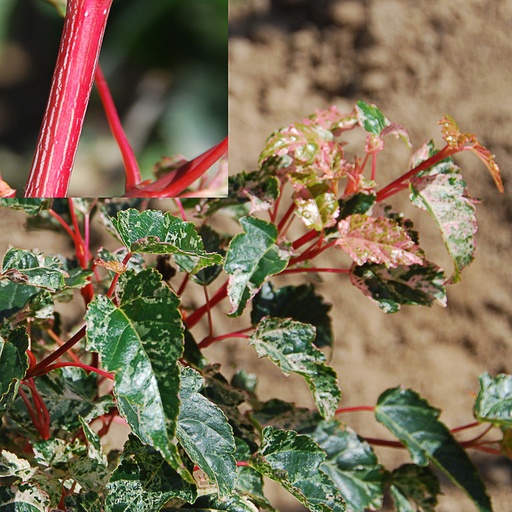 [ACCSCAR] Acer x conspicuum 'Silver Cardinal' (Motte)